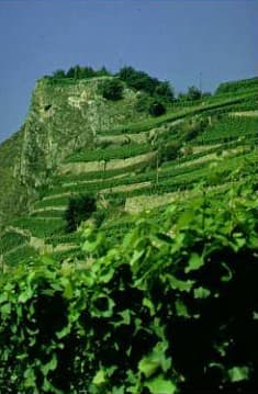 Le vignoble en terrasses du Clos Grandinaz au-dessus de Sion